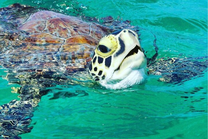 Snorkeling Tour to Vieques Island only 30 minutes away! - Photo 1 of 7